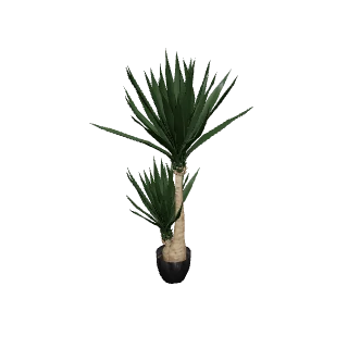 Plante verte au sol